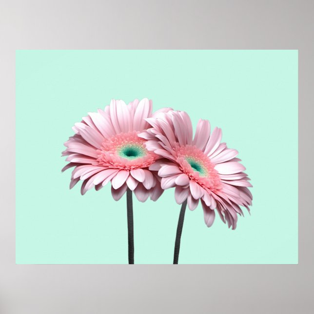 Póster Pink Gerbera Daisies (Frente)