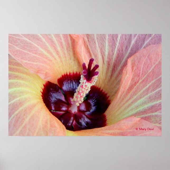 Póster Pink Hau Blossom (Frente)