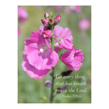 Pink Hollyhock Praise