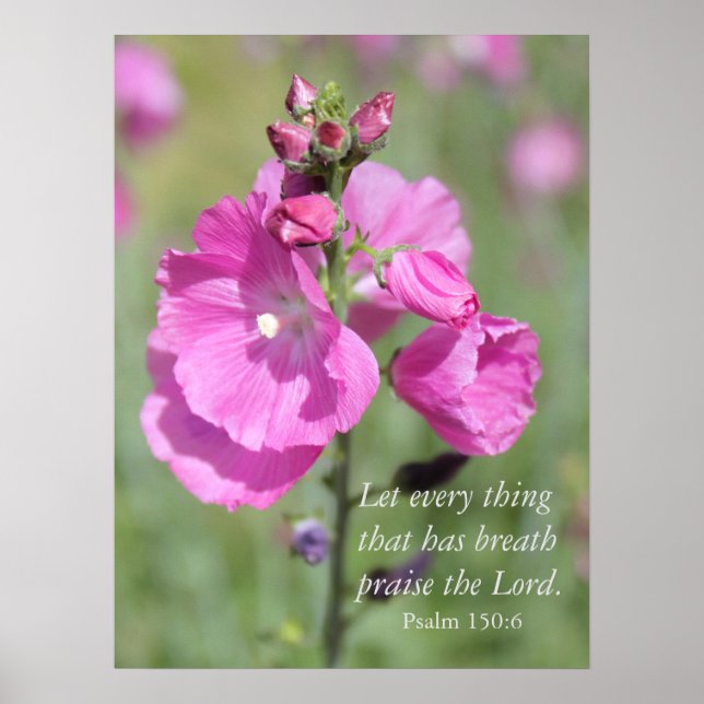 Póster Pink Hollyhock Praise (Frente)