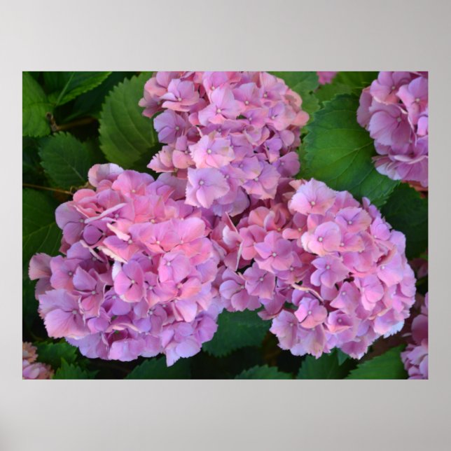 Póster Pink Hortensia hidrangea flores (Frente)