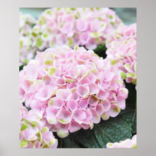 Póster Pink Hydrangeas Poster
