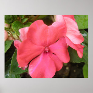 Póster Pink Impatiens Flower Macro Print