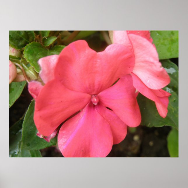 Póster Pink Impatiens Flower Macro Print (Frente)