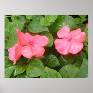 Póster Pink Impatiens Flowers Print