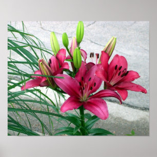 Póster Pink Lilies