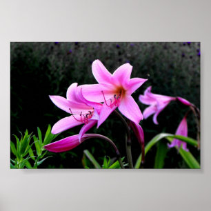 Póster Pink Lilies