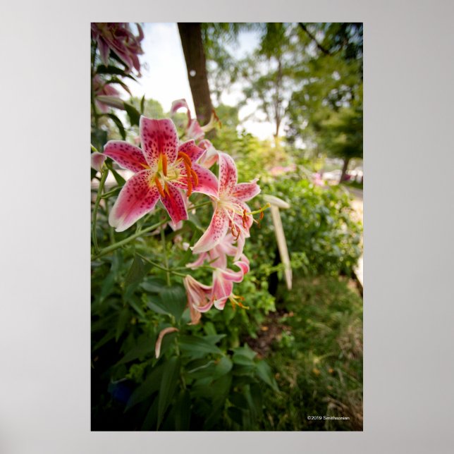 Póster Pink Lillies (Frente)