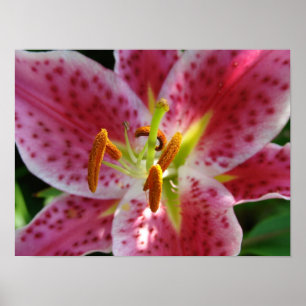Póster Pink Lily
