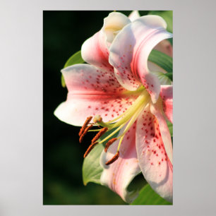 Póster Pink Lily!