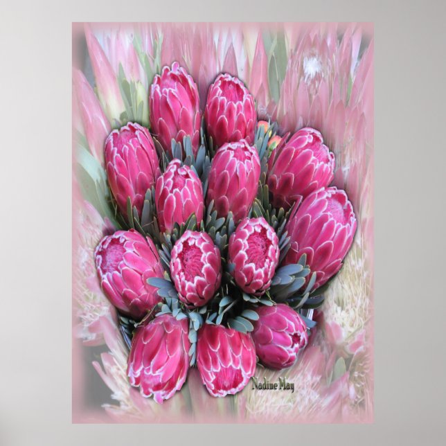 Póster Pink Mamosa Protea Poster (Frente)
