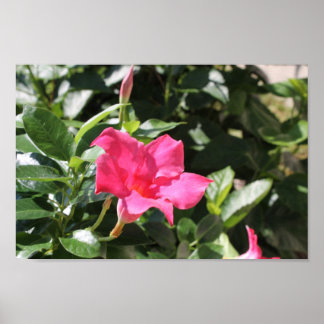 Póster Pink Mandevilla