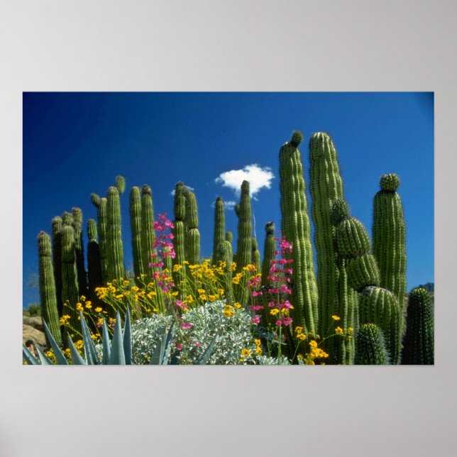 Póster Pink Many Plantas, desierto de Sonoran, flores de  (Frente)