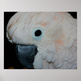 Póster Pink Moluccan Cockatoo Parrot