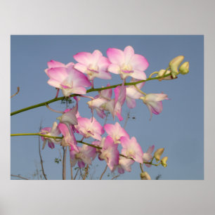 Póster Pink Orchid
