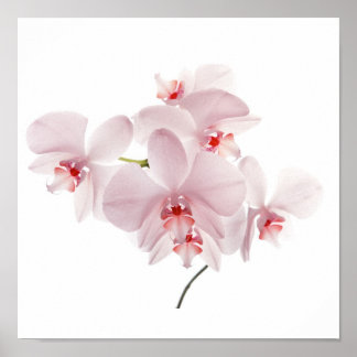 Póster Pink orchids