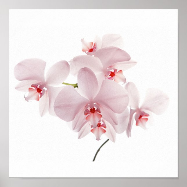 Póster Pink orchids (Frente)