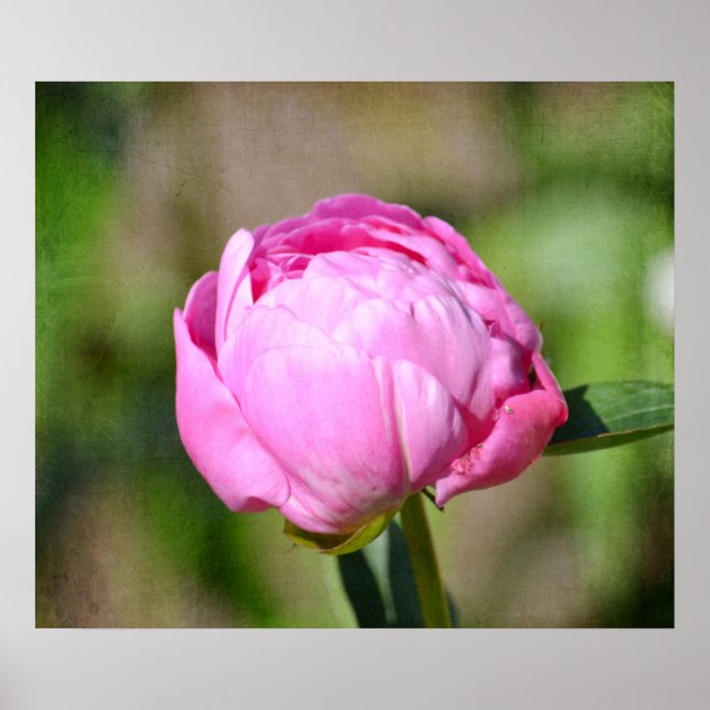 Póster Pink Peony (Frente)