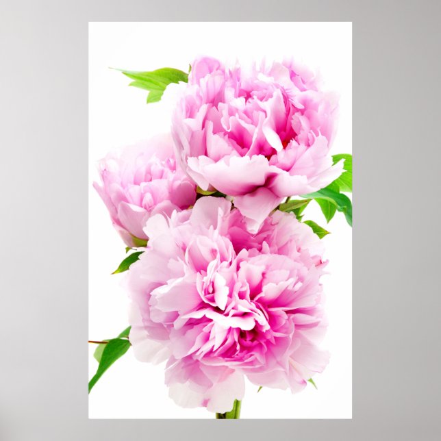 Póster Pink Peony (Frente)