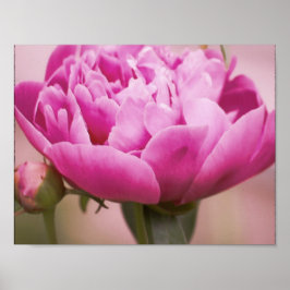 Póster Pink Peony