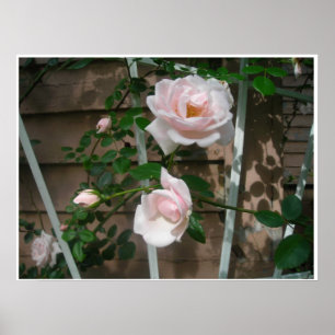 Póster Pink Petals Poster