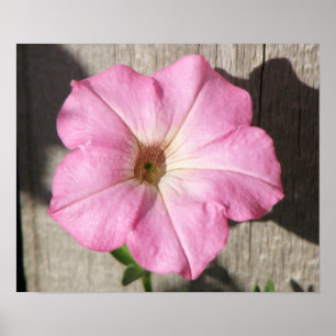 Póster Pink Petunia