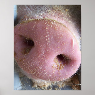 Póster Pink Pig nose close up photograph
