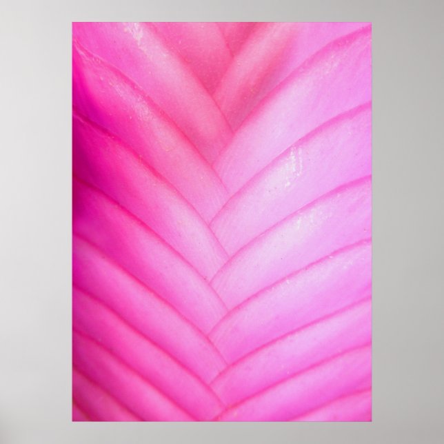 Póster Pink Quill Bromeliad (Frente)