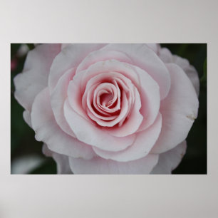 Póster Pink Rose