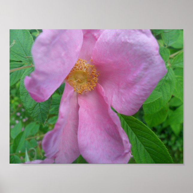 Póster Pink  Rose (Frente)