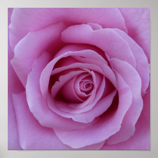 Póster Pink Rose Center