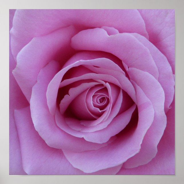 Póster Pink Rose Center (Frente)