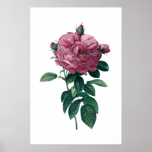 Póster Pink rose poster
