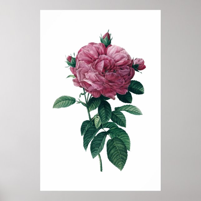 Póster Pink rose poster (Frente)