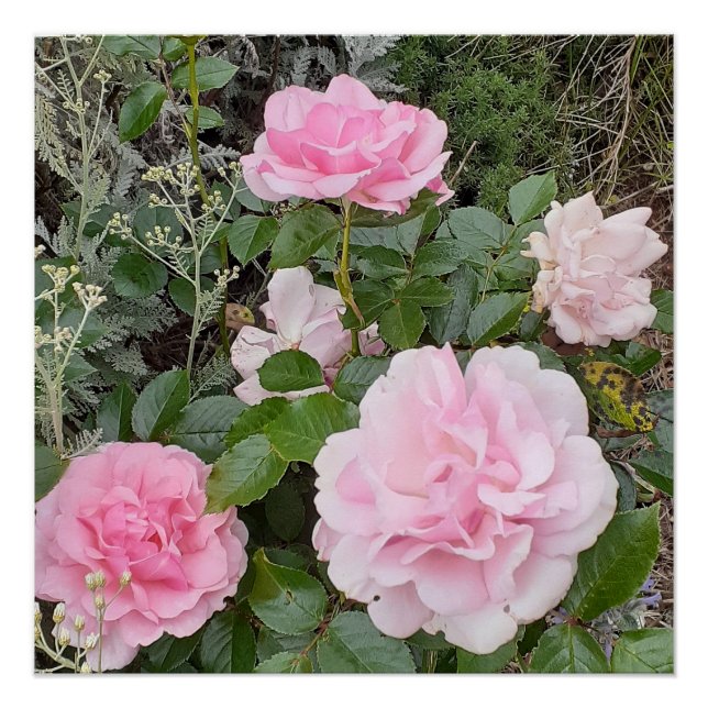 Póster Pink Rose Roses Flower Floral Garden Radox Bouquet (Anverso)