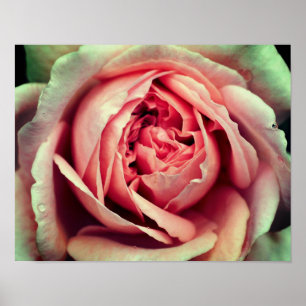 Póster Pink Rosebud Centre Up Close