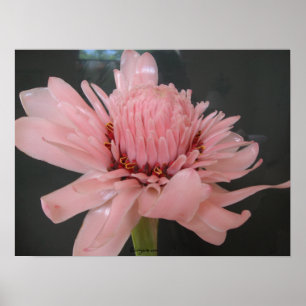 Póster Pink Torch Ginger Exotic Poster Print