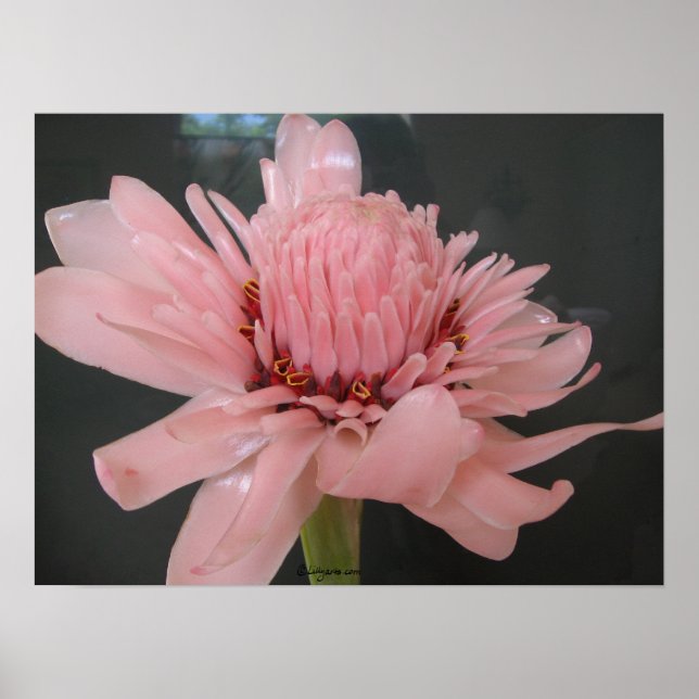 Póster Pink Torch Ginger Exotic Poster Print (Frente)