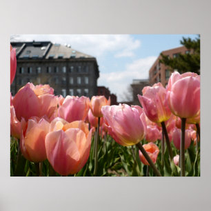 Póster Pink Tulip North End