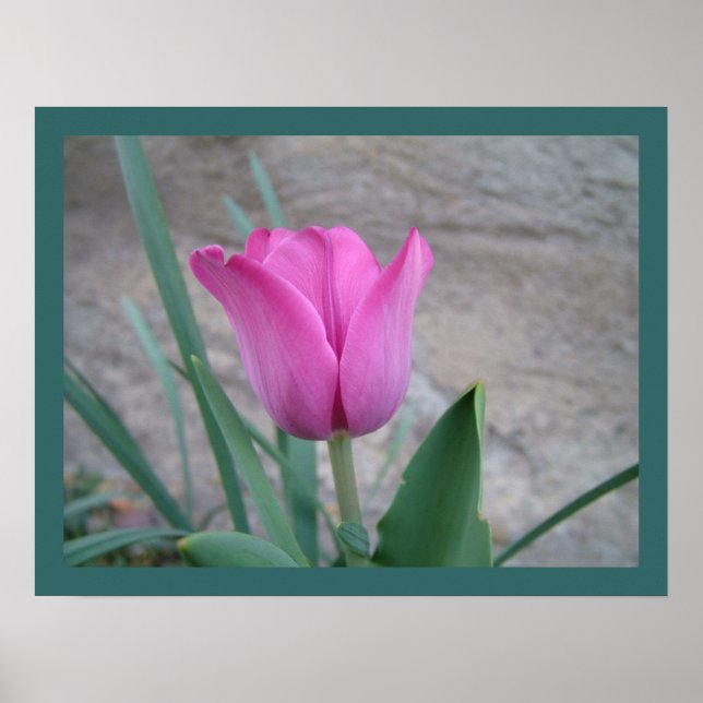 Póster Pink Tulip Print (Frente)