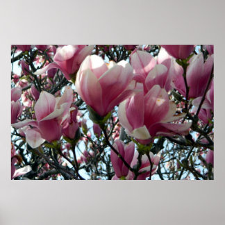 Póster Pink Tulip Tree Blossoms 