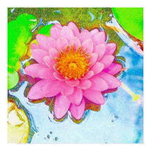 Pink Waterlily