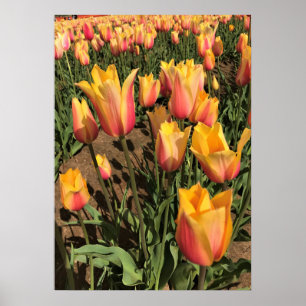 Póster Pink & Yellow Tulips