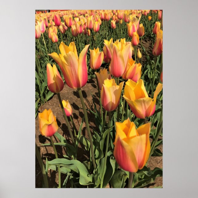Póster Pink & Yellow Tulips (Frente)