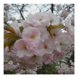 Poster Pinky Primavera