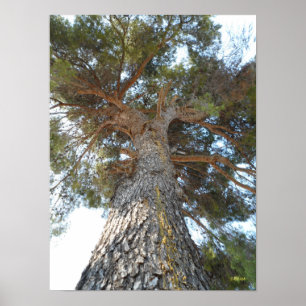 Póster Pino antiguo