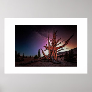 Póster Pino antiguo y Vía Láctea