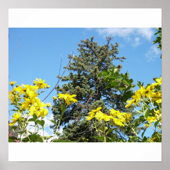 Póster Pino, cielo y girasoles (Frente)