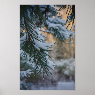 Póster Pino cubierto de nieve en el bosque invernal