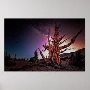 Póster Pino de Bristlecone y Vía Láctea
